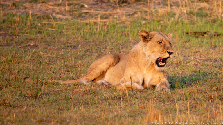 Lioness lying on short grass with mouth open in the beginning of a yawn, lit by warm evening sun.