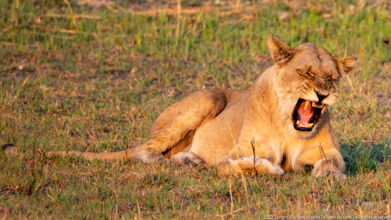 Reclining lioness yawning widely with eyes closed, long canines exposed, and pink tongue extended.