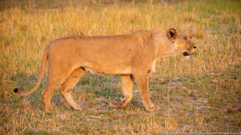 Lioness walking left to right across pale grass in full side profile, tail low and mouth slightly open.