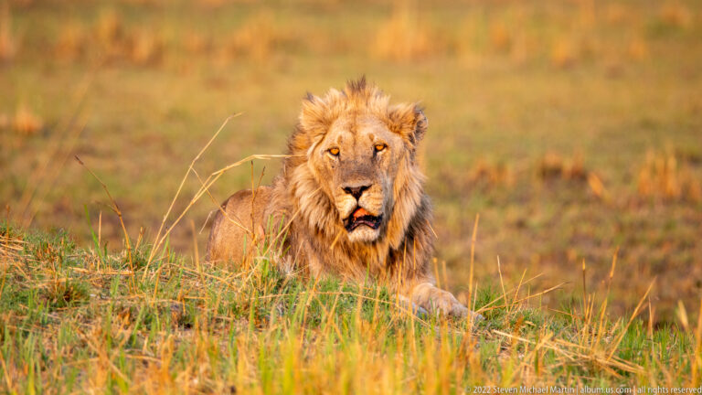 Adult male lion resting upright in grass and facing forward, with a tousled tawny mane and alert amber eyes.