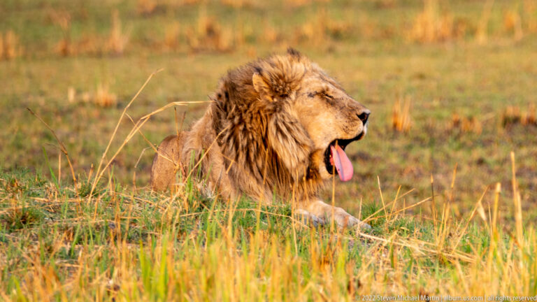 Resting male lion in side profile beginning a yawn, with tongue extended and jaws partly open above the grass.