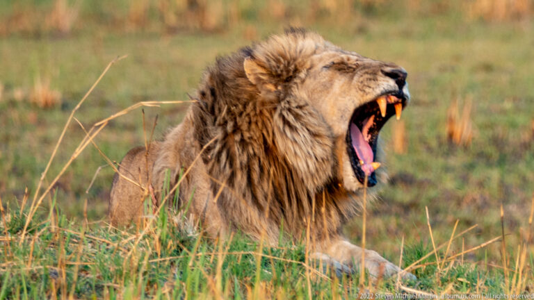 Adult male lion yawning widely in profile, with pink tongue and long upper and lower canine teeth exposed.