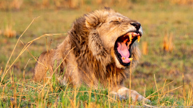 Resting adult male lion at full yawn, mouth stretched open to reveal tongue, palate, and long canine teeth.