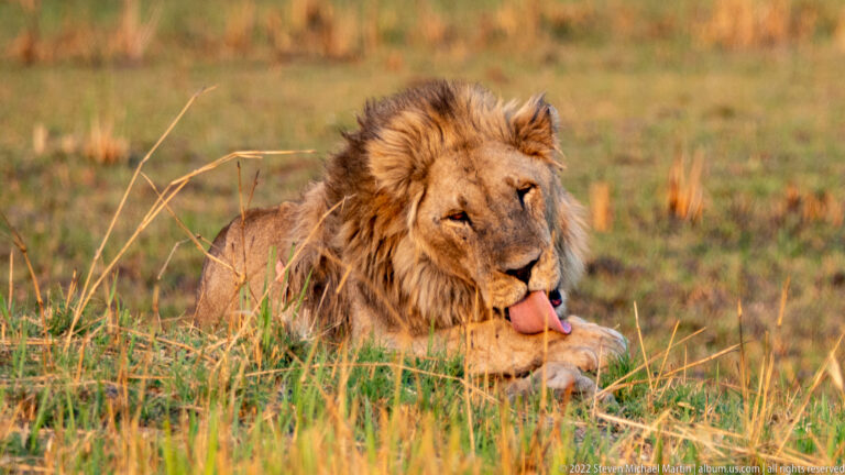 Adult male lion lying in grass and licking a raised forepaw, with warm light across his mane and face.