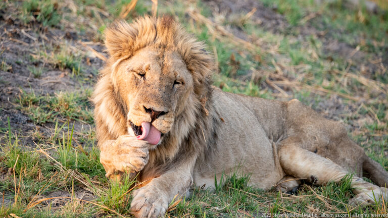 Reclining male lion licking a raised forepaw, with his body stretched across short grass and dry stems.