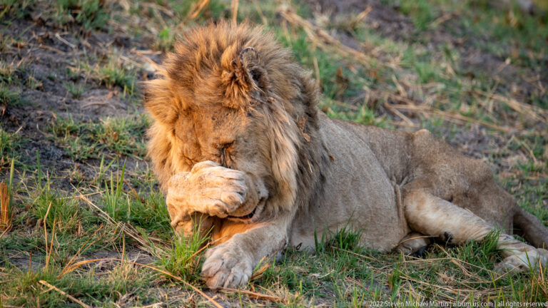 Male lion resting in grass with his head lowered and one forepaw pressed against his muzzle during grooming.