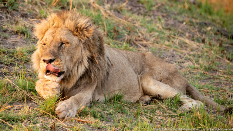 Adult male lion lying in grass and licking a raised forepaw, his face and mane lit by warm evening light.