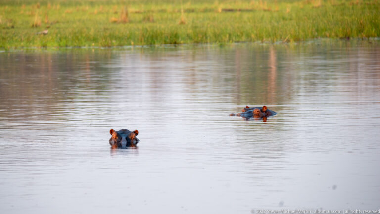 Two hippopotamuses partly submerged in calm water, with only their eyes, ears, nostrils, and upper heads visible.