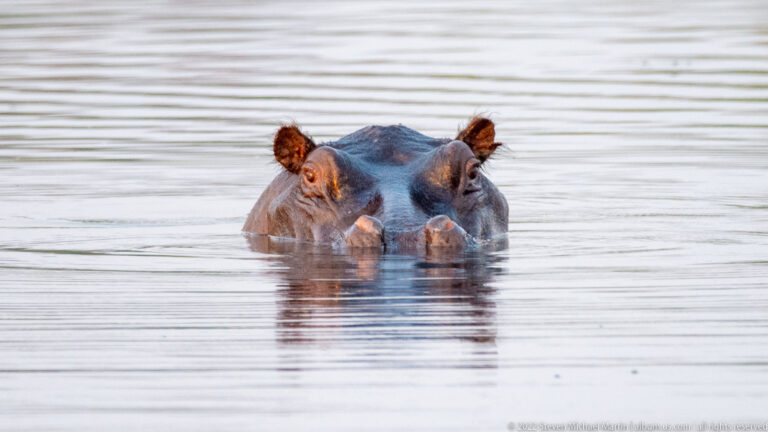 Frontal view of a hippopotamus almost fully submerged, with eyes, ears, and nostrils above calm reflective water.