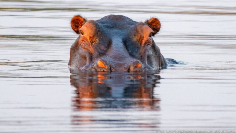 Common hippopotamus moving toward the camera with only its upper head visible above calm water and a small wake behind.