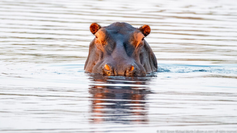 Hippopotamus swimming through open water with head and upper shoulders exposed and ripples spreading around it.