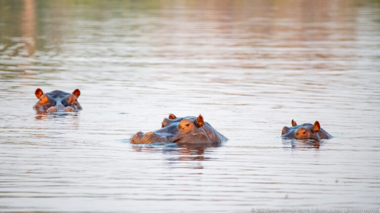 Three hippopotamuses partly submerged at different distances across calm water in the Okavango Delta.