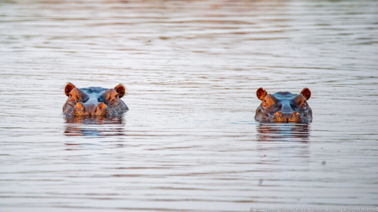 Two hippopotamuses facing forward side by side, with only their heads visible above softly rippled water.