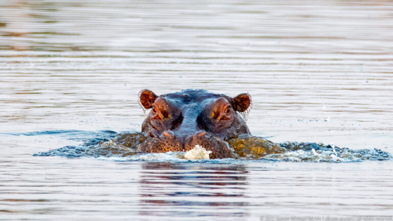 Frontal hippopotamus pushing through water, with splashes and frothy wake breaking around its muzzle.