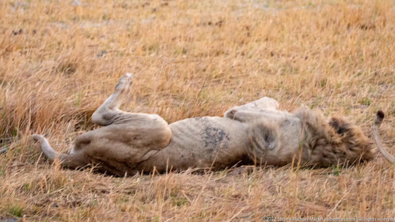 Adult male lion lying on his back in dry grass with belly exposed and legs raised in a relaxed rolling posture.