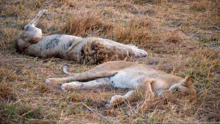 Male lion rolling on his back behind a lioness stretched on her side in dry grass.