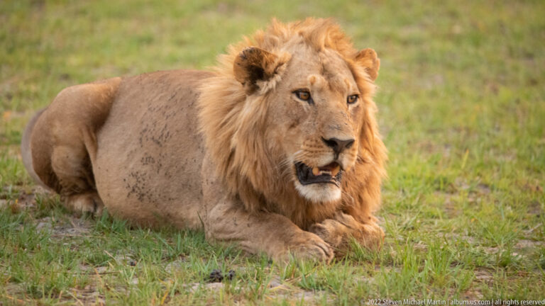 Adult male lion reclining upright on green grass with crossed forepaws and head turned slightly to the side.