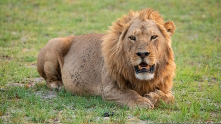 Adult male lion resting on green grass and facing directly toward the camera with forepaws together.