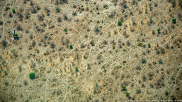 Overhead aerial view of elephants in pale dry woodland crossed by a dense web of narrow animal trails.