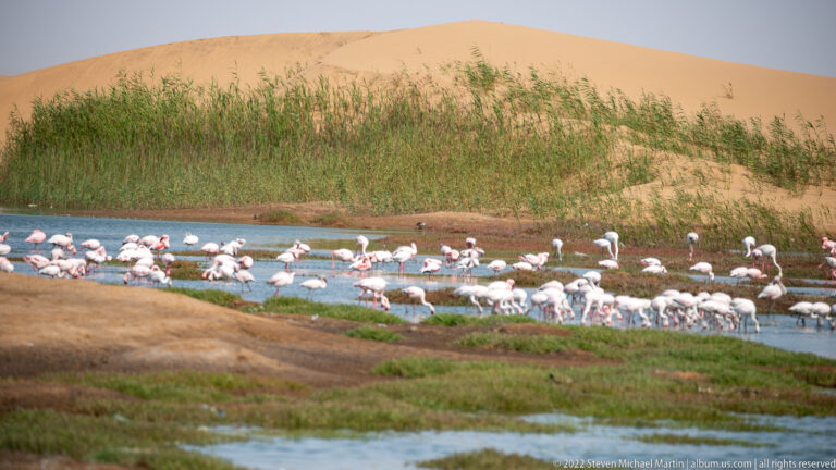 Large flock of pale pink greater flamingos feeding in shallow wetland water below an orange sand dune.