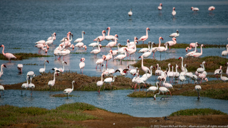 Dense group of greater flamingos standing and feeding on low wetland islets surrounded by blue water.