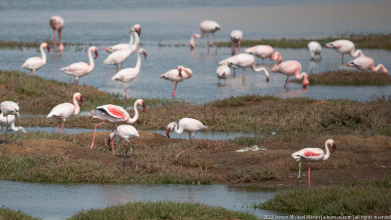 Greater flamingos feeding and standing along muddy shallow channels with low wetland vegetation.