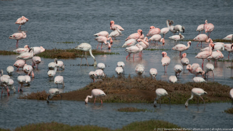 Dense flock of greater flamingos wading and feeding around small muddy islands in shallow blue water.