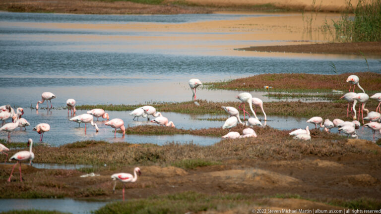 Scattered greater flamingos feeding across shallow pools, muddy flats, and low vegetation in a coastal wetland.