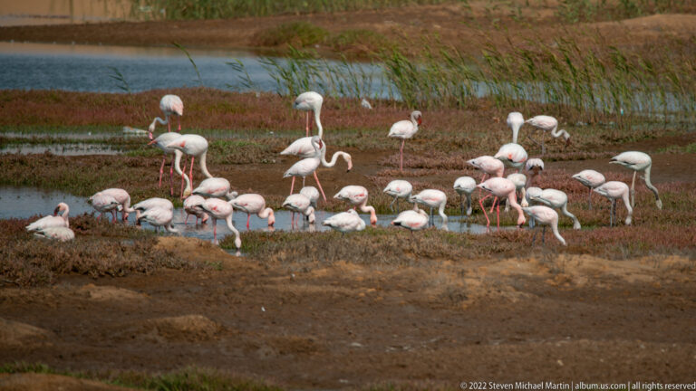 Small group of greater flamingos standing and feeding on muddy ground beside a shallow wetland channel.