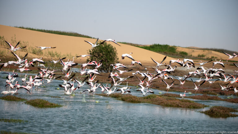 Large flock of greater flamingos taking flight over shallow wetland channels with orange dunes behind.