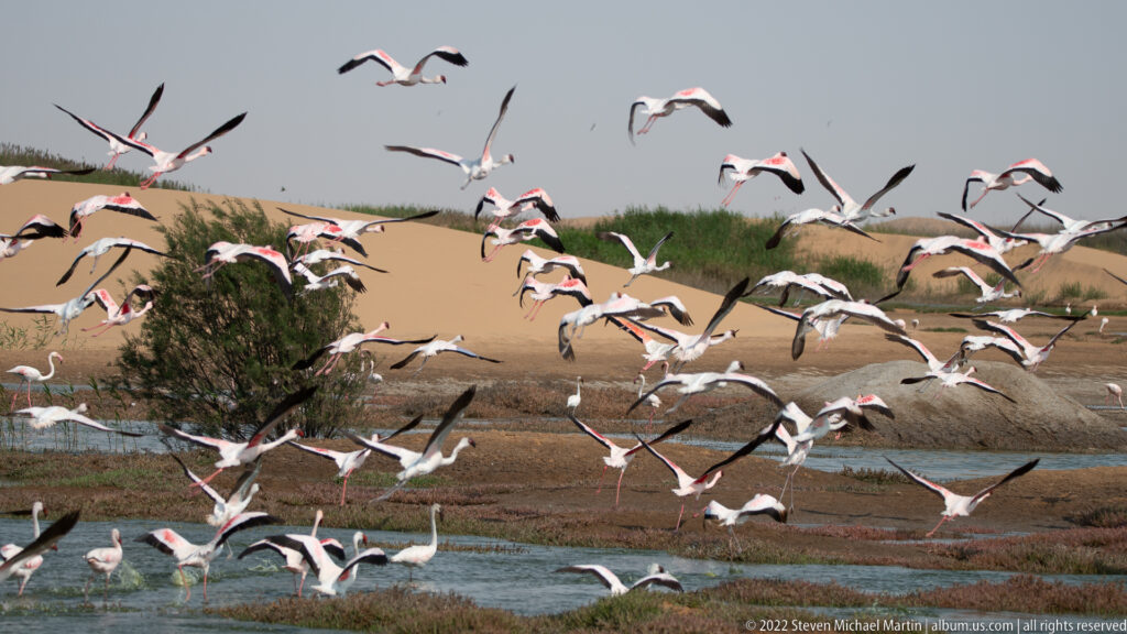 Many greater flamingos flying low across a shallow wetland, with a few birds still standing below and dunes behind.