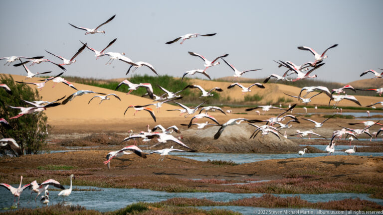 Dense flock of greater flamingos banking in flight above shallow lagoon channels and sandy dunes.