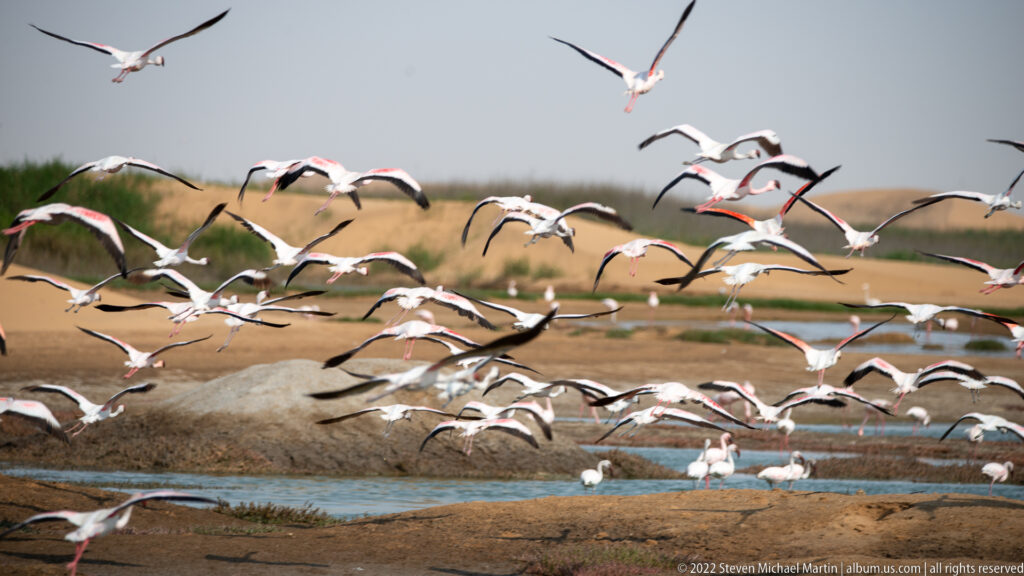 Greater flamingos flying in staggered lines over muddy wetland islets and narrow blue channels.