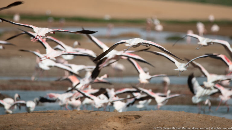 Close greater flamingos flying with necks and legs extended above a blurred shallow wetland and distant flock.