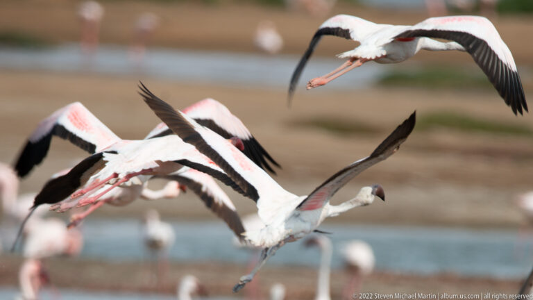 Several greater flamingos flying close together above a wetland, showing pink-and-black wings and trailing legs.