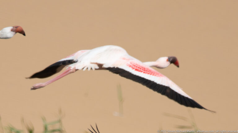 Single greater flamingo in side flight with pink legs extended and black-and-pink wings against a tan background.