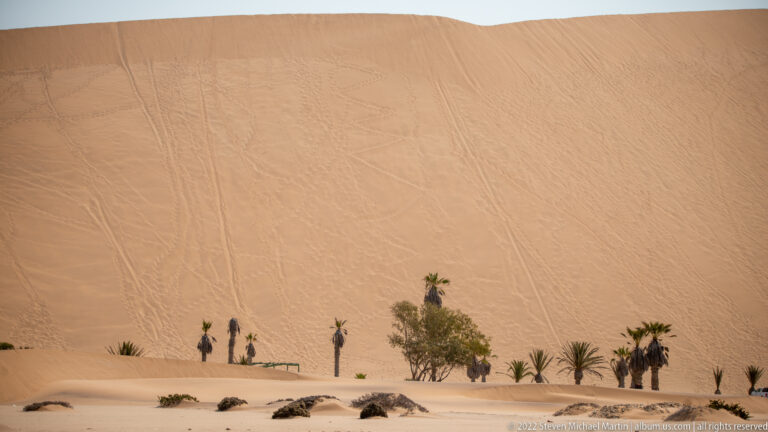 Small cluster of palms and shrubs at the base of a towering orange dune marked by many descending tracks.