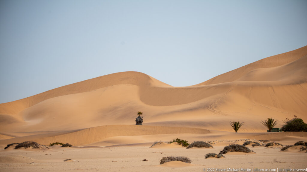 Layered orange sand dunes rise behind sparse shrubs and isolated desert plants beneath a clear blue sky.