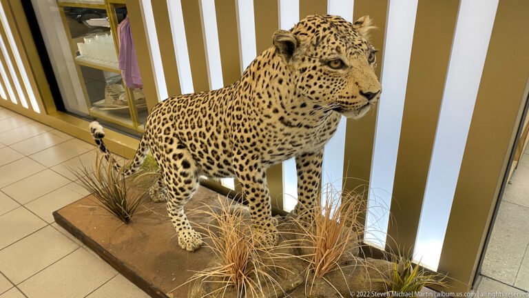 Full-body taxidermy leopard stands on an indoor display base among dry grass tufts, with head turned to the side.