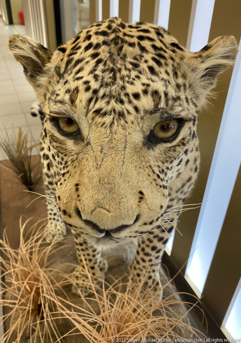 Close frontal view of a taxidermy leopard’s face, showing rosettes, eyes, broad muzzle, whiskers, and nose.