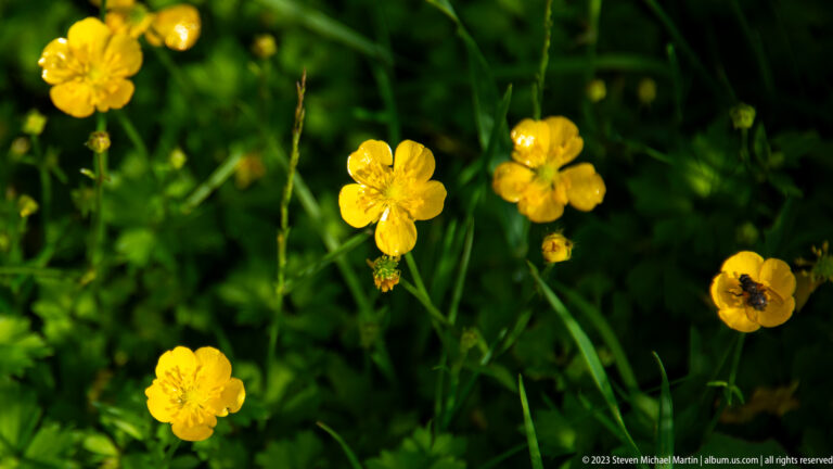Bright yellow buttercup flowers and buds rising from dark green vegetation in dappled sunlight.