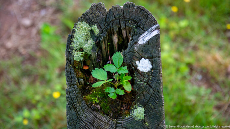 Small green plant, moss, and lichen growing inside the hollow top of a weathered wooden post.
