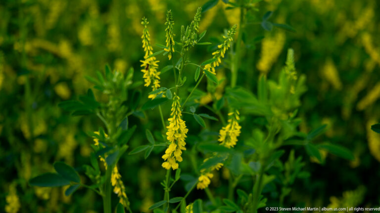 Yellow sweet-clover flower spikes hanging among trifoliate green leaves.