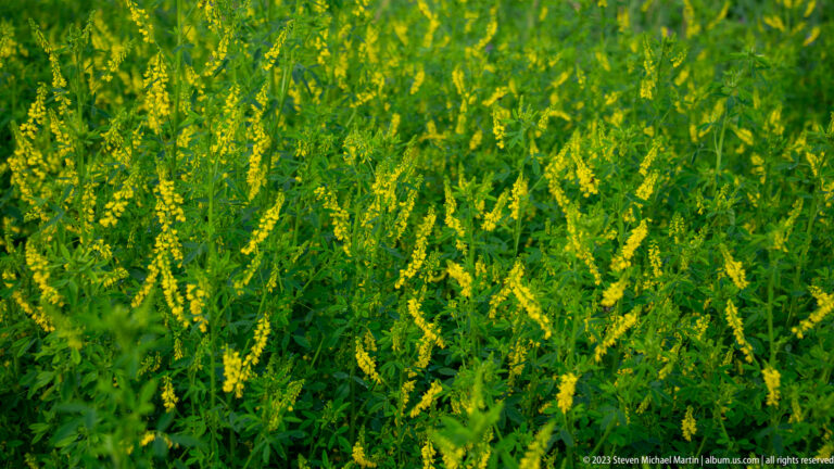 Dense stand of yellow sweet-clover covered with narrow yellow flower spikes.