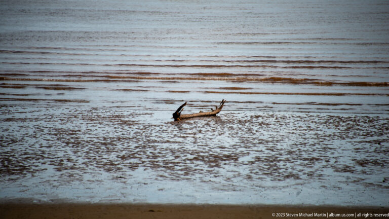 Branching driftwood lying on rippled wet tidal sediment with shallow water bands beyond.