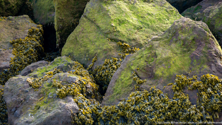 Brown rockweed and green algal growth covering large intertidal shoreline boulders.