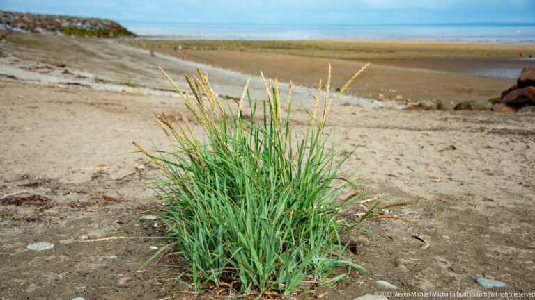 Clump of coarse beach grass with seed heads growing in sand above broad low-tide flats.