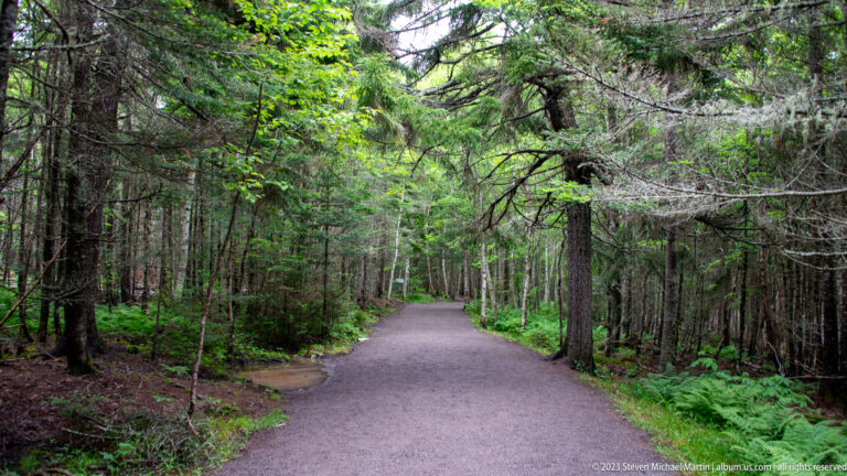 Wide compacted path curving through dense mixed forest at the Hopewell Rocks site.