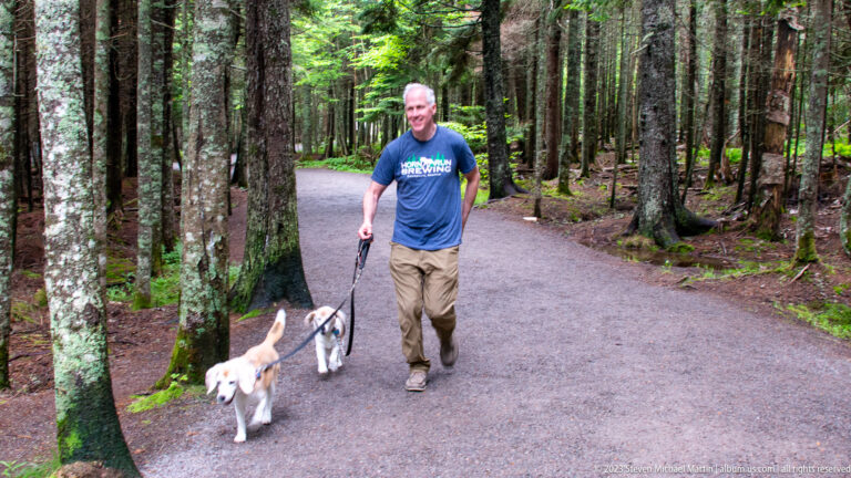 Visitor walking two leashed dogs along a wide shaded forest path at Hopewell Rocks.