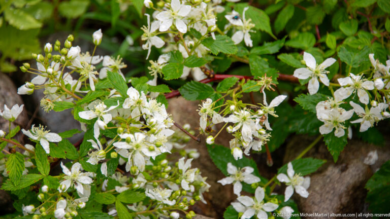 Clusters of small white five-petaled bramble flowers among serrated green leaves and woody stems.
